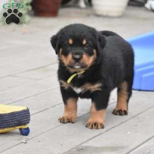 August, Rottweiler Mix Puppy